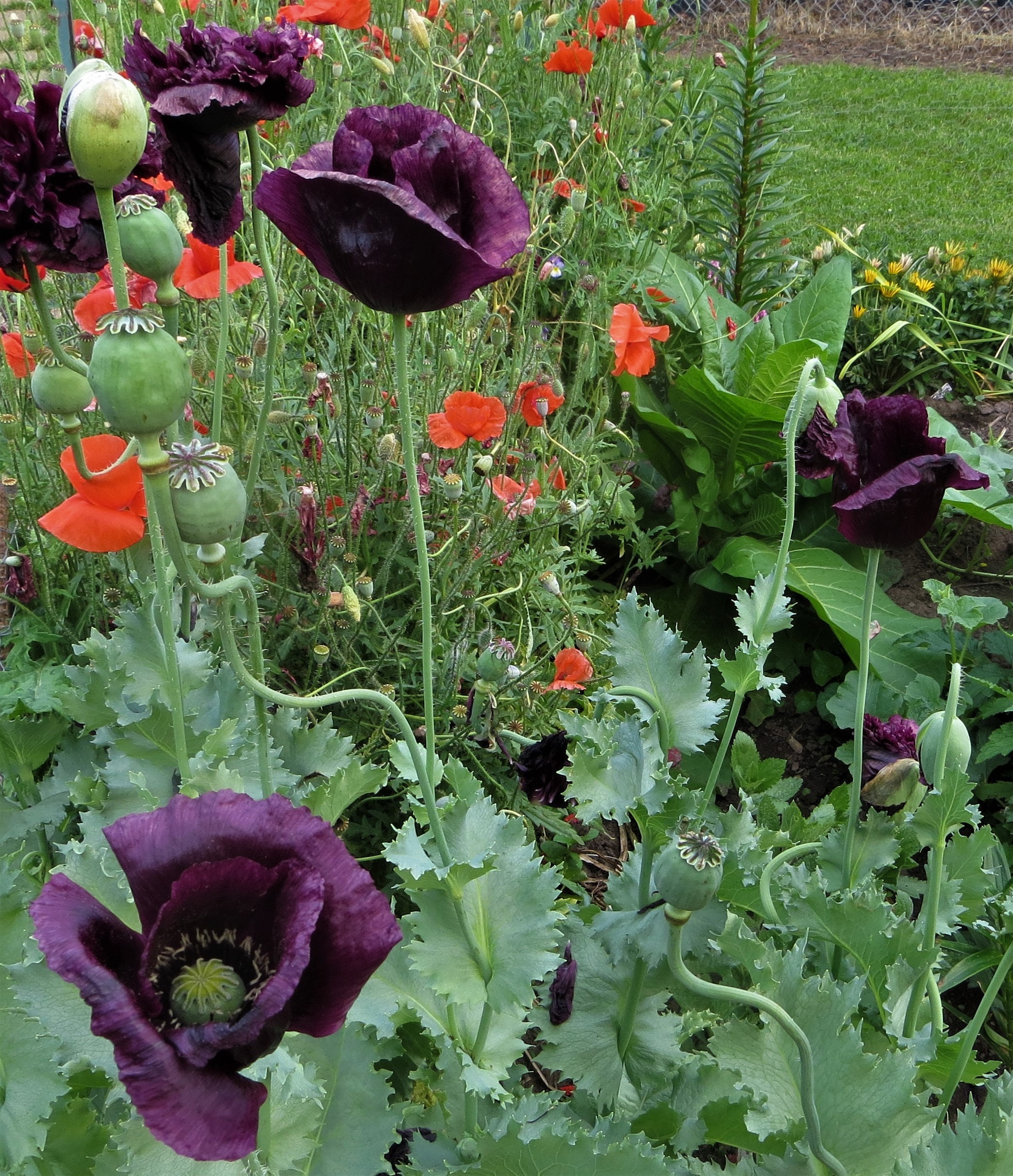 Deep Purple Poppy Seeds Papaver somniferum Annual Etsy