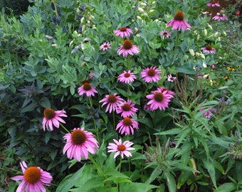 Purple Coneflower/Echinacea Seeds