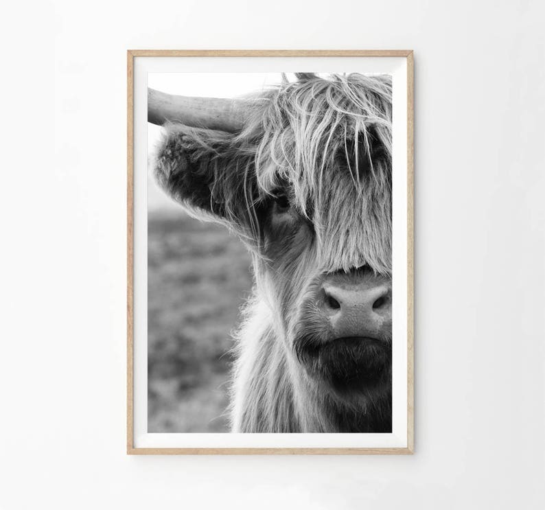 Highland Cow Print Highland Cow Black and White Photography Etsy