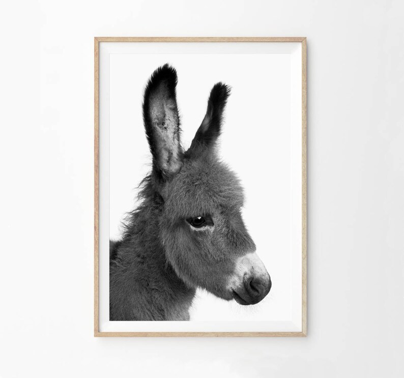 Southwestern Decor Minimalist Wall Art Print, Black and White Photography, Donkey Printable, Burro Photo Poster Download, Nursery dobwp2 image 3