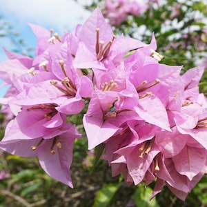 Peut inclure: Un bouquet de fleurs de bougainvillier rose clair éclatant, composé de bractées délicates et fines comme du papier et de petites étamines élancées. Les pétales sont disposés en couches denses et superposées, offrant une teinte pastel douce.