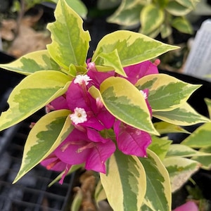 Roze Pixie Queen Bonte Bougainvillea in een pot van 20 cm (1,5 gallon), 45-60 cm hoog, dikke stam, ideaal voor bonsai.