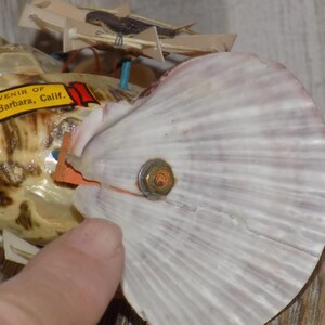 May include: A seashell souvenir from Santa Barbara, California. The shell is cream and brown with a white, fan-shaped shell attached with a metal fastener. Small paper tags are attached to the shell.