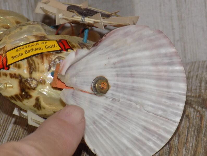 May include: A seashell souvenir from Santa Barbara, California. The shell is cream and brown with a white, fan-shaped shell attached with a metal fastener. Small paper tags are attached to the shell.