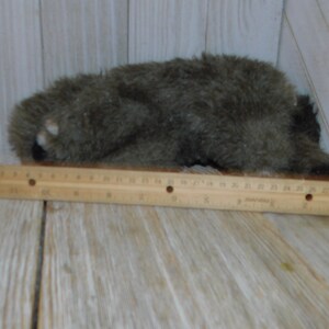 Puede incluir: Un animal de peluche gris que se parece a un mapache o un tej&oacute;n acostado sobre una superficie de madera con una regla al lado.