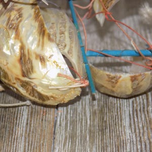 May include: Close-up of a decorative seashell arrangement. The shells are a mix of beige and brown, with a pearlescent sheen. They are connected with blue sticks and orange string, creating a unique, handcrafted design.