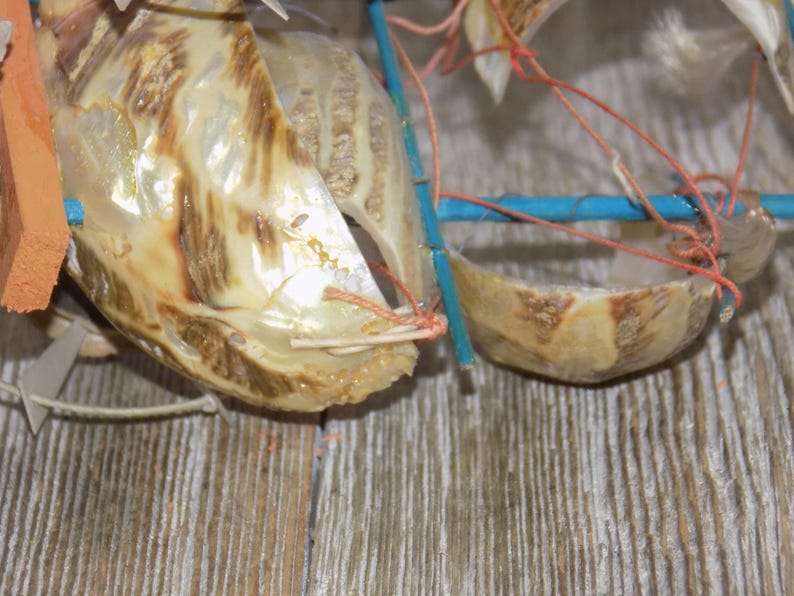 May include: Close-up of a decorative seashell arrangement. The shells are a mix of beige and brown, with a pearlescent sheen. They are connected with blue sticks and orange string, creating a unique, handcrafted design.
