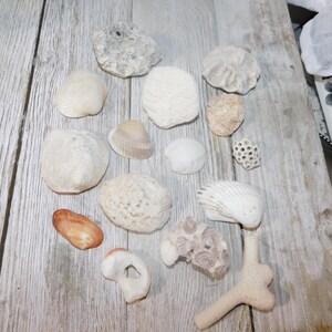 Various Shells, Sea Shells, Shells for crafts, Home Decor, Fish Tank, Ocean, Nautical Decor, Prop, Gift, Memories, Daysgonebytreasures *y