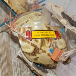May include: Close-up of a collection of seashells, some encased in plastic. Each shell has a unique pattern of brown and cream colors. A yellow tag reads "Souvenir of Santa Barbara, Calif."