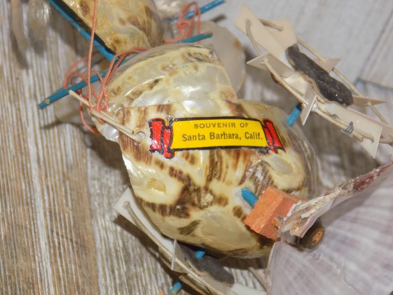 May include: Close-up of a collection of seashells, some encased in plastic. Each shell has a unique pattern of brown and cream colors. A yellow tag reads "Souvenir of Santa Barbara, Calif."