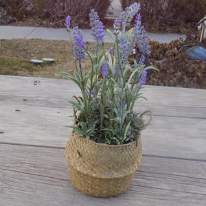 May include: A woven basket planter filled with purple lavender flowers. The basket is light brown and has a woven pattern. The lavender is in full bloom and the flowers are arranged in a cluster.