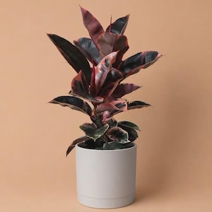 May include: A Ficus elastica plant with variegated leaves in shades of deep burgundy, dark green, and soft pink. The plant is potted in a simple, cylindrical, light grey ceramic planter with a smooth finish and a subtle horizontal base rim.