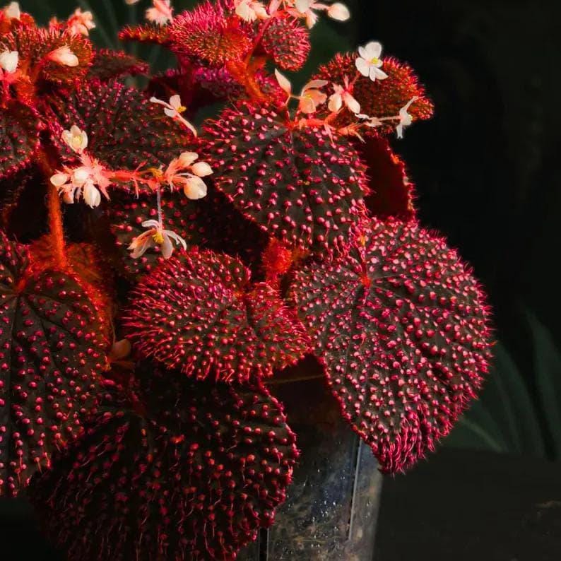 Rare begonias - Etsy 日本