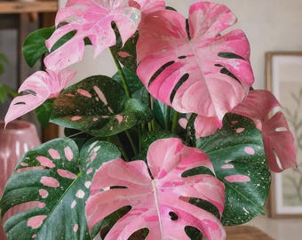 Pink Variegated Monstera Plant | Rare Tropical Aroid Houseplant