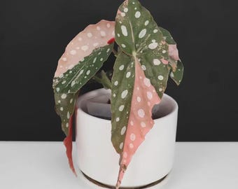 Begonia Maculata Pink Splash Variegated Node Cutting | Rare Polka Dot Houseplant