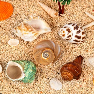 May include: A collection of various seashells including a large tan spiral shell, a green textured shell, a brown conical shell, a white shell with brown spots, and a pale elongated shell, all arranged on a bed of small, light-colored sand particles.