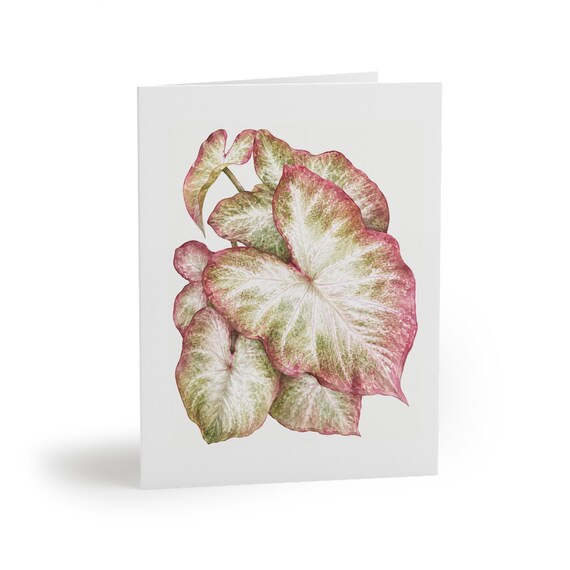 Caladium Watercolor Greeting Card – Pink Green Elephant Ear Leaves Botanical Art Caladium Watercolor Greeting Card – Pink Green Elephant Ear Leaves Botanical Art by Bill Shew