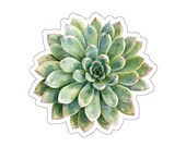 Echeveria Succulent Sticker, Green Echeveria Die Cut Sticker, Botanical Plant Sticker by Bill Shew