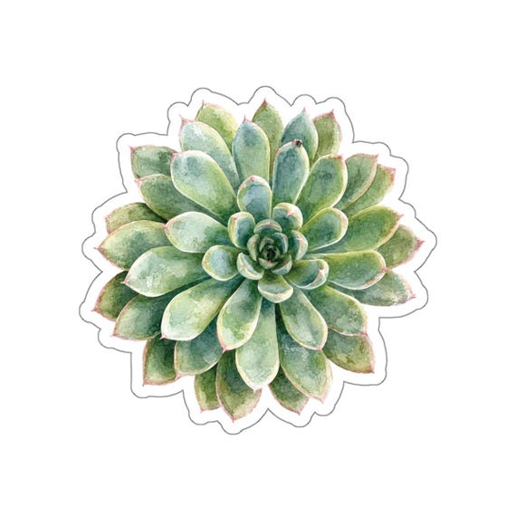 Echeveria Succulent Sticker, Green Echeveria Die Cut Sticker, Botanical Plant Sticker by Bill Shew