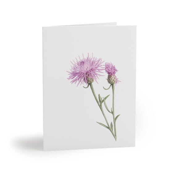 8 cards - Knapweed Greeting Card, Purple Knapweed Botanical Watercolor, Wildflower Art by Bill Shew