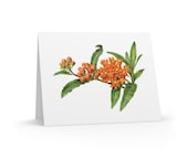 8 cards - Butterfly Weed Watercolor Greeting Card, Orange Milkweed Botanical Illustration by Bill Shew