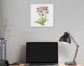 Pink Joe-Pye Weed Botanical Art Classic Stretched Canvas | Wildflower Wall Decor, alternate view (Bill Shew)