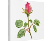 Pink Rose Botanical Art Classic Stretched Canvas | Floral Wall Decor, framing detail (Bill Shew)