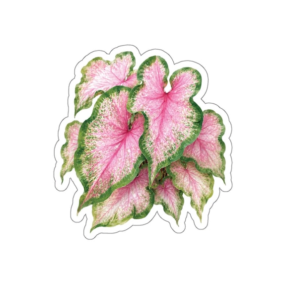 Pink Caladium Sticker, Pink Green Leaf Sticker, Botanical Die Cut Sticker by Bill Shew