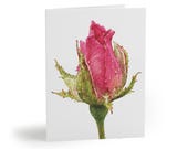 Pink Rose Bud Watercolor Greeting Card, Botanical Floral Art, Blank Inside by Bill Shew
