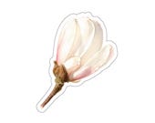 Watercolor Magnolia Blossom Sticker, Pink & White Floral Decal by Bill Shew