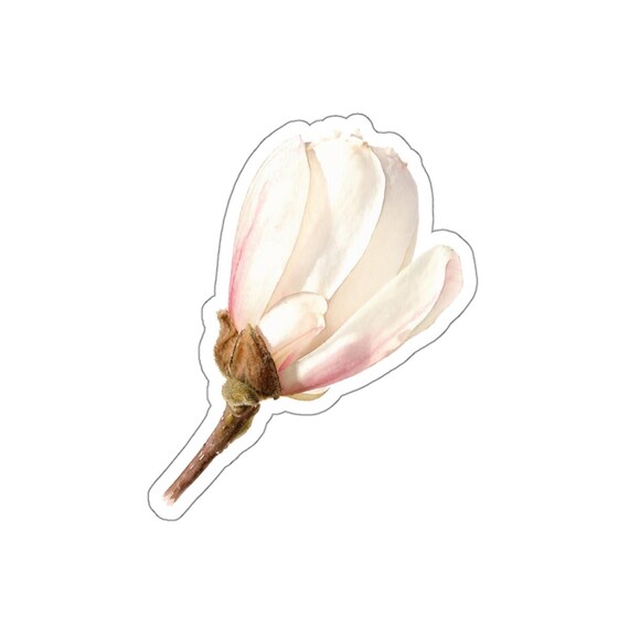 Pink Magnolia Sticker, Magnolia Flower Sticker, White Magnolia Blossom by Bill Shew