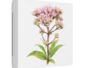Pink Joe-Pye Weed Botanical Art Classic Stretched Canvas | Wildflower Wall Decor, detail view (Bill Shew)