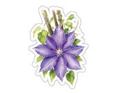 Purple Clematis Watercolor Sticker, Botanical Floral Decal by Bill Shew