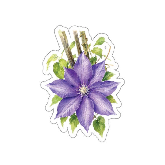 Purple Clematis Sticker, Clematis Flower Sticker, Purple Botanical Floral Sticker by Bill Shew
