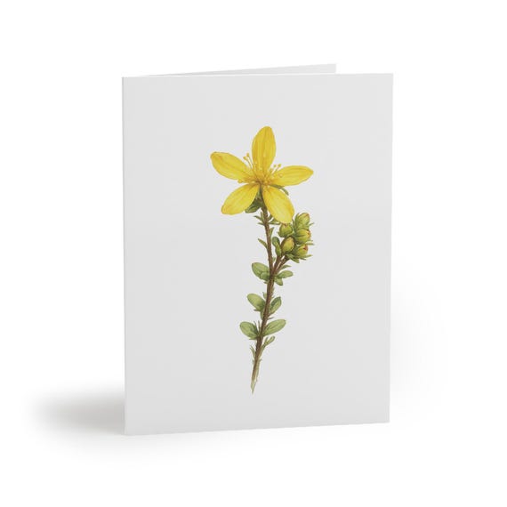 8 cards - St. John's Wort Greeting Card, Yellow Botanical Watercolor Flower by Bill Shew