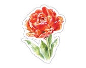 Fancy Double Tulip Sticker, Orange Tulip Flower Sticker, Watercolor Tulip Sticker by Bill Shew