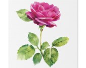 Magenta Rose Botanical Art Classic Stretched Canvas | Floral Wall Decor, Bill Shew canvas print