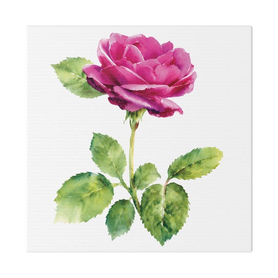 Magenta Rose Botanical Art Classic Stretched Canvas | Floral Wall Decor, Bill Shew canvas print