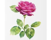 Magenta Rose Botanical Art Classic Stretched Canvas | Floral Wall Decor, close-up (Bill Shew)
