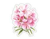 Pink Oleander Watercolor Floral Sticker, Botanical Garden Decal by Bill Shew