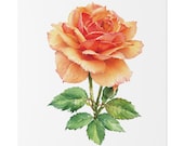 Apricot Orange Rose Botanical Art Classic Stretched Canvas | Floral Wall Decor, close-up (Bill Shew)