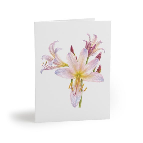 8 cards - Pink Lily Greeting Card, Botanical Watercolor Flower Art, Lavender Lily Card by Bill Shew