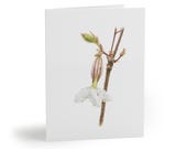 Silverbell Flower Botanical Watercolor Greeting Card – Spring Floral Art (Pack of 8) by Bill Shew