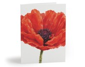 Watercolor Red Poppy Greeting Card, Botanical Flower Art (Pack of 8, 16, or 24) by Bill Shew