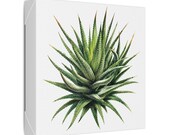 Zebra Haworthia Succulent Botanical Art Classic Stretched Canvas | Plant Wall Decor, detail view (Bill Shew)