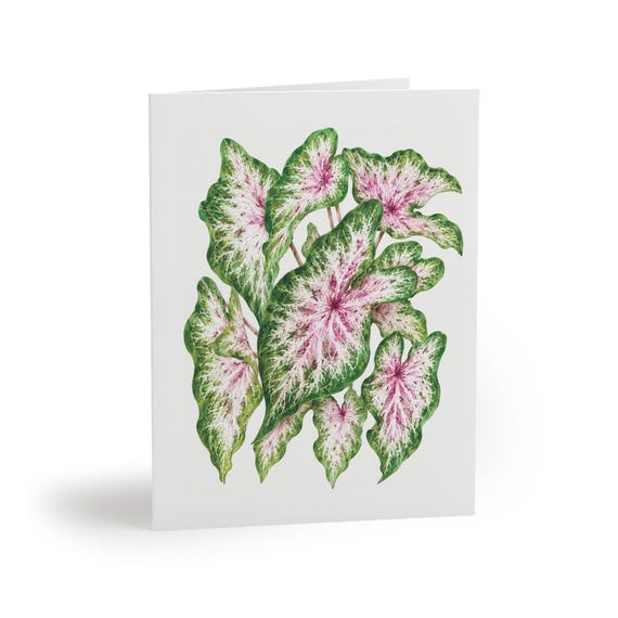 8 cards - Caladium Watercolor Greeting Card, Pink White and Green Tropical Leaves by Bill Shew