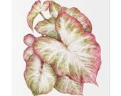 Pink White Caladium Botanical Watercolor Classic Stretched Canvas | Botanical Wall Decor, close-up (Bill Shew)