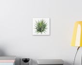Zebra Haworthia Succulent Botanical Art Classic Stretched Canvas | Plant Wall Decor, alternate view (Bill Shew)
