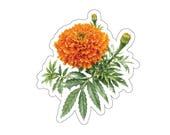 Watercolor Marigold Sticker, Botanical Garden Flower Decal (Vinyl) by Bill Shew