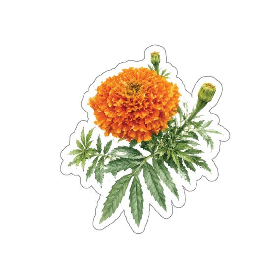 Orange Marigold Sticker, Botanical Flower Sticker, Watercolor Marigold Die Cut Sticker by Bill Shew